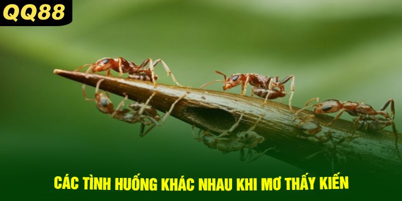 Các Tình Huống Khác Nhau Khi Mơ Thấy Kiến