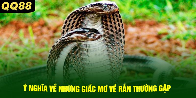 Ý Nghĩa Về Những Giấc Mơ Về Rắn Thường Gặp