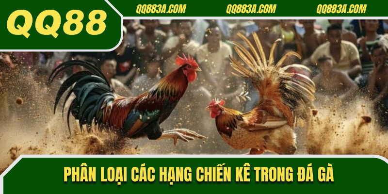 Phân loại các hạng chiến kê trong đá gà